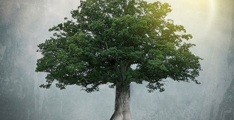 althea_the_art_of_trees